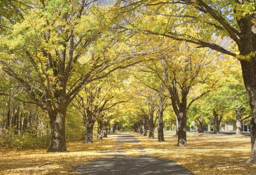 great path through the trees in autumn