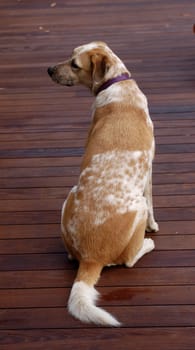 Dog sitting on a wooden deck with it's muzzle pointing one way and it's tail pointing the other