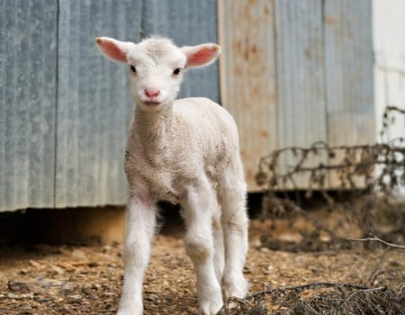 great image of a young lamb on the farm