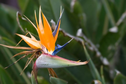 excellent south african bird of paradise flower with copy space