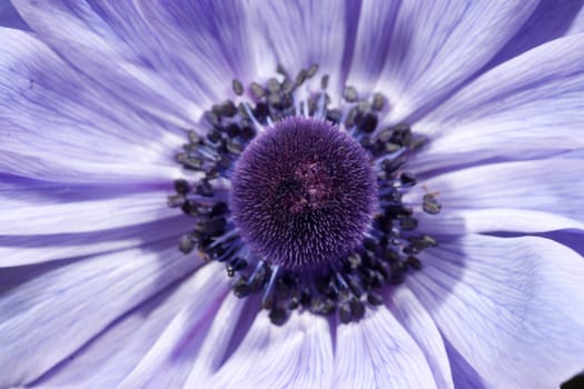 great image of a beautiful purple flower