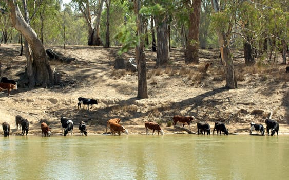 cows come to the river to get a drink