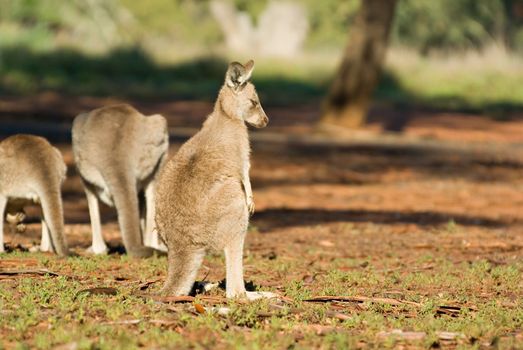 a small eastern grey kangaroo, looks off to the side as if shunned by the others