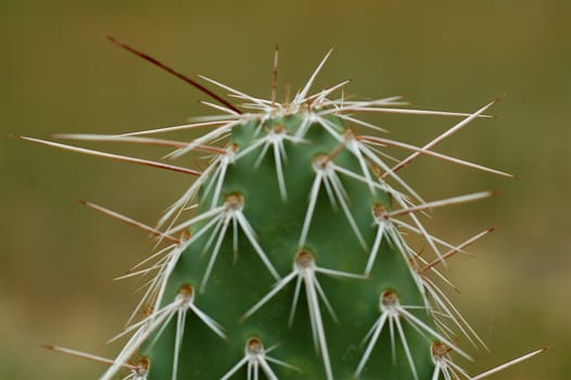 Close up spikes of a dark green cactus