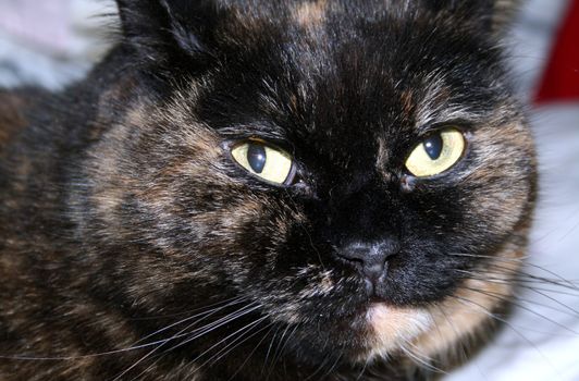 face of a tortoiseshell-color cat
