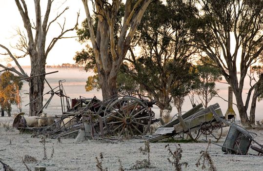sheep peer around some old farm machinery on a cold and frosty morning