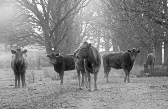 cows on the old dirt road on the farm
