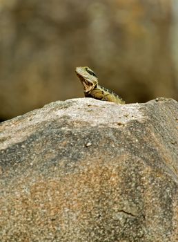 an eastern water dragon sits majestically on the rock