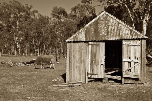 sepia old building and cows on the farm
