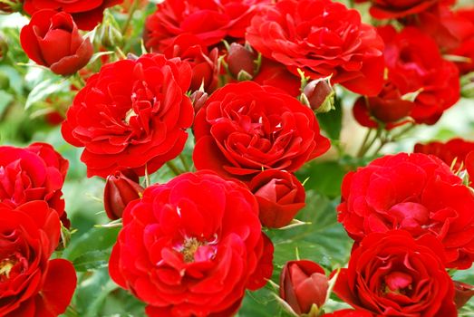 a bunch of red roses in a garden