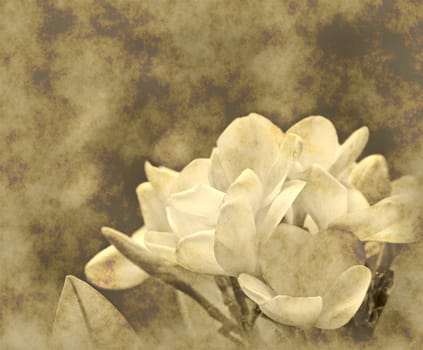 beautiful blooms of the frangipani flower on grunge parchment
