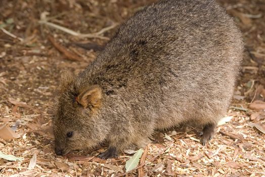 a quokka (small australian marsupial) forages amongst dry undergrowth