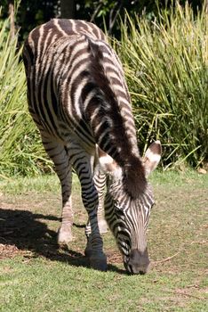 zebra eating grass at adelaide zoo
