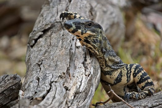 a lace monitor (goanna) is taking a break and resting nonchalantly on a log