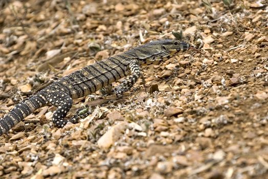 a lace monitor (goanna family) scurries up a hill with tongue out