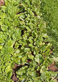 assorted vegetables growing in rows in the vegie patch