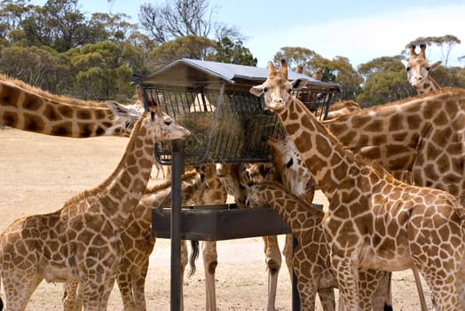 a group of giraffes at a feeding station