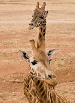 looking down on to two giraffes in a line (focus is intentionally on rear giraffe)