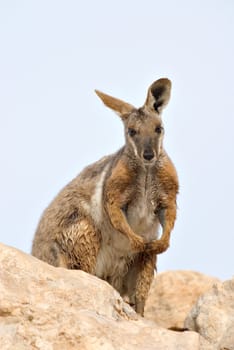 nice image of a yellow footed rock wallaby