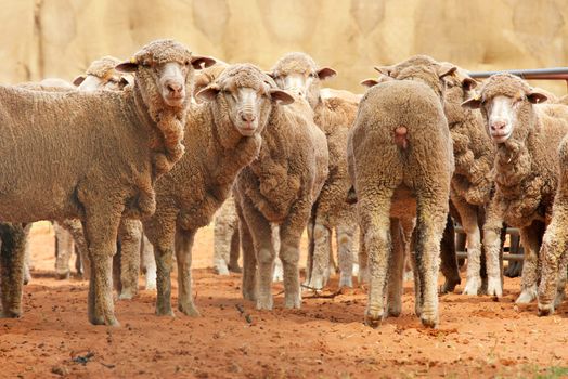 a row of sheep and there is always one going the wrong way