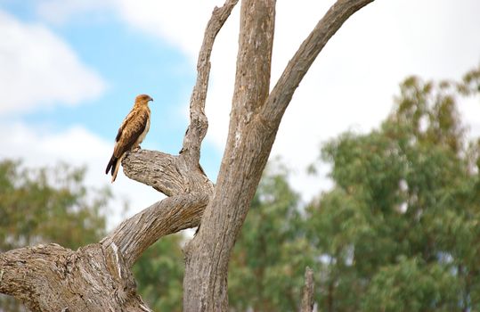 whistling kite sits in a tree and watches