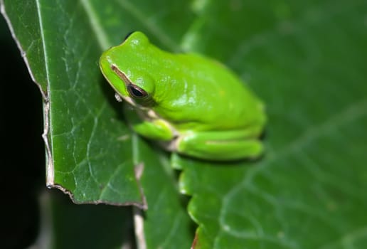 dwarf green tree frog (litoria fallax) on big leaf