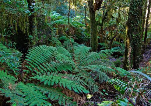 plants and tree ferns in the oxley world heritage rain forest