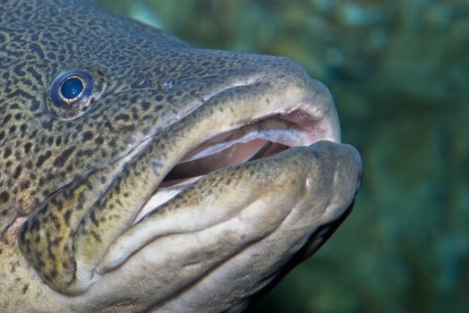 a great big fish in a tank swims past