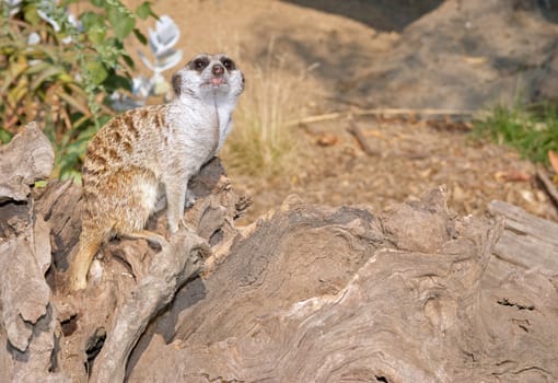 a small cute furry meerkat watching while on guard 
