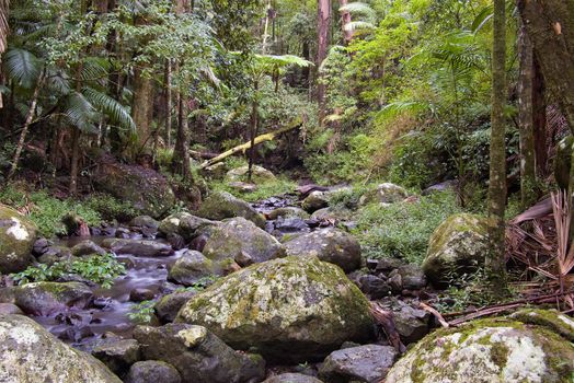 the beautiful nature of border ranges rain forest in northern nsw
