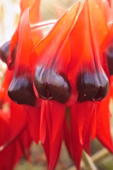 sturts desert pea icon of the australian outback