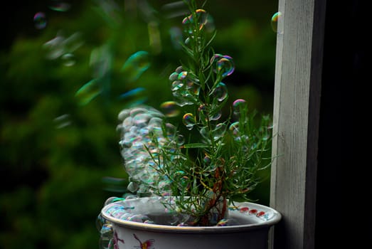 The bubble tree is hungry.