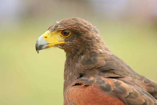 Predator bird portrait