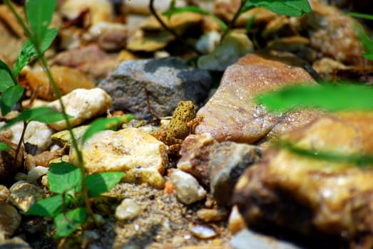 A baby toad contemplates life by the side of the river