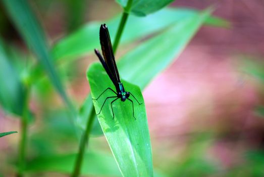 A dragonfly sits on a piece of grass by the river.