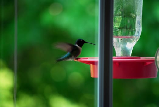 A female hummingbird hovers at the bird feeder.