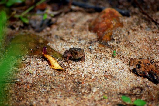 I'm an apathetic toad. Catch me if you want. I don't care