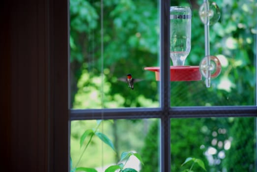 A male hummingbird hovers near the feeder.