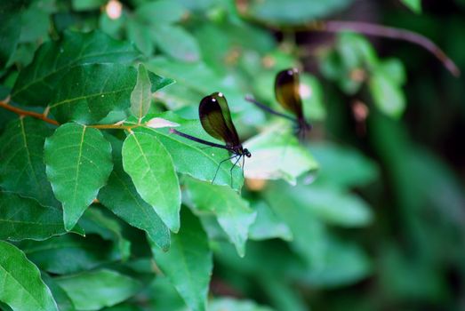 Two dragonflies prepare for flight.