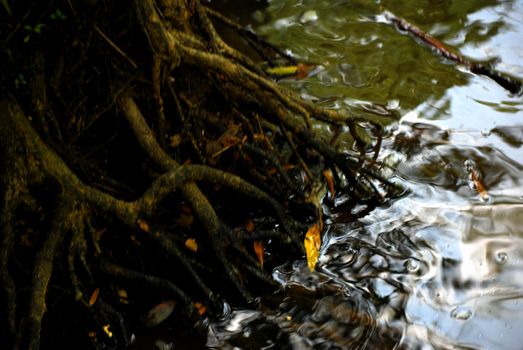 A tree cools it's roots in the lazy river.