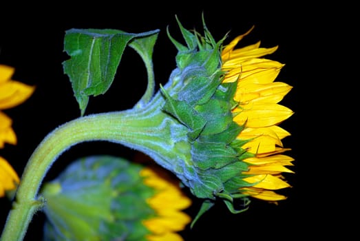 A sunflower at night about to retire for the evening.