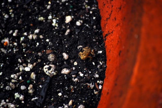 A beautiful contrast between potting soil, baby toad and red flowerpot.