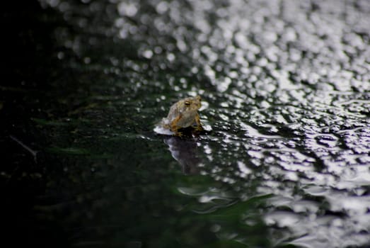 A baby toad on the wet road