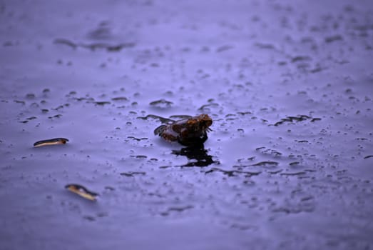 A baby toad, on a wet road and in the natural evening twilight