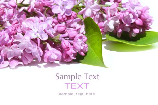 Lilac flowers isolated against white background