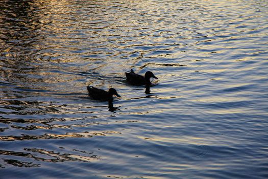 Two ducks swimming peacefully.