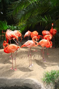 Pink flamingos doing what flamingos do.
