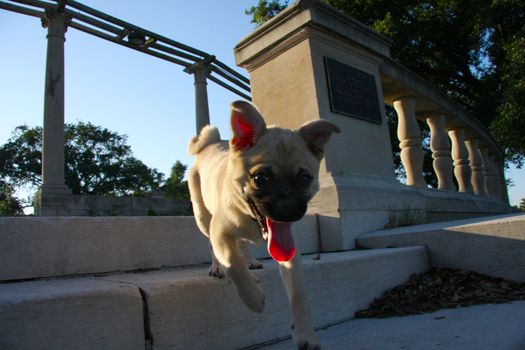 My dog running down the steps. He's a pugeranian.