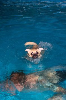 Man teaches puppy to swim