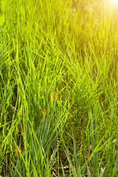 view of green grass